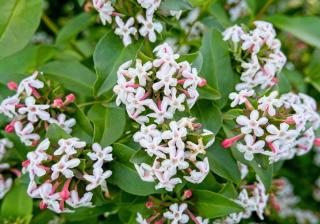 Among the hardy shrubs, abelia mosanensis Monia is one of the most resistant