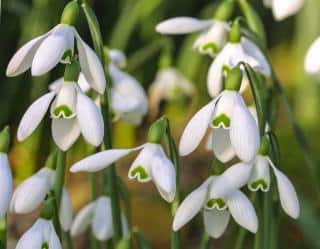 Snowdrop flowers bloom loyally at the end of winter