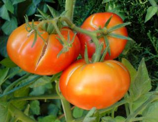 Sowing seedless tomatoes is still possible because they do have a few seeds
