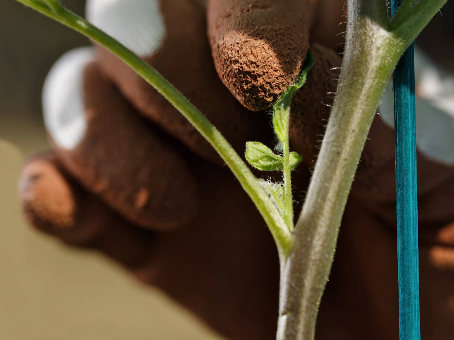 Tomato suckers, keep or remove them