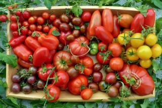 Varieties of tomato in a crate, with each type used differently