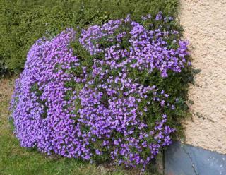 Trimming aubrieta into a tallish shrub along a wall