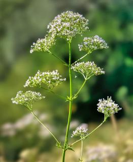 Tall flower scape of valerian with white umbels