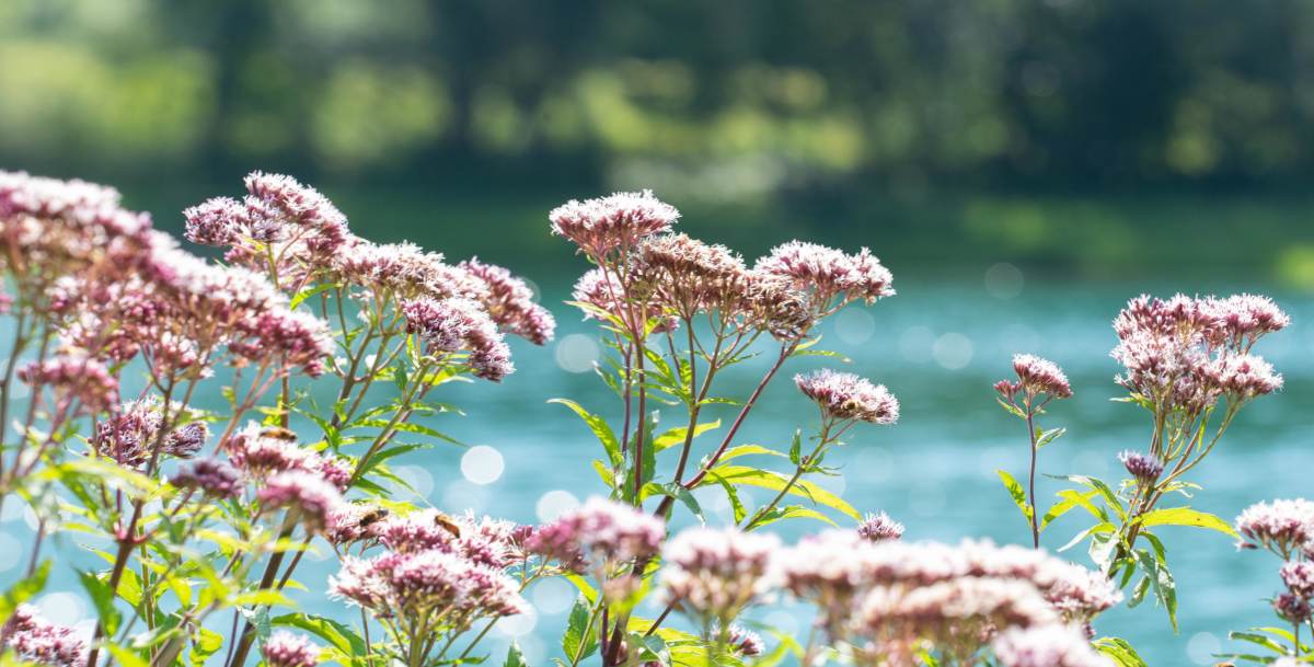 Valerian blooming in front of a lake or river