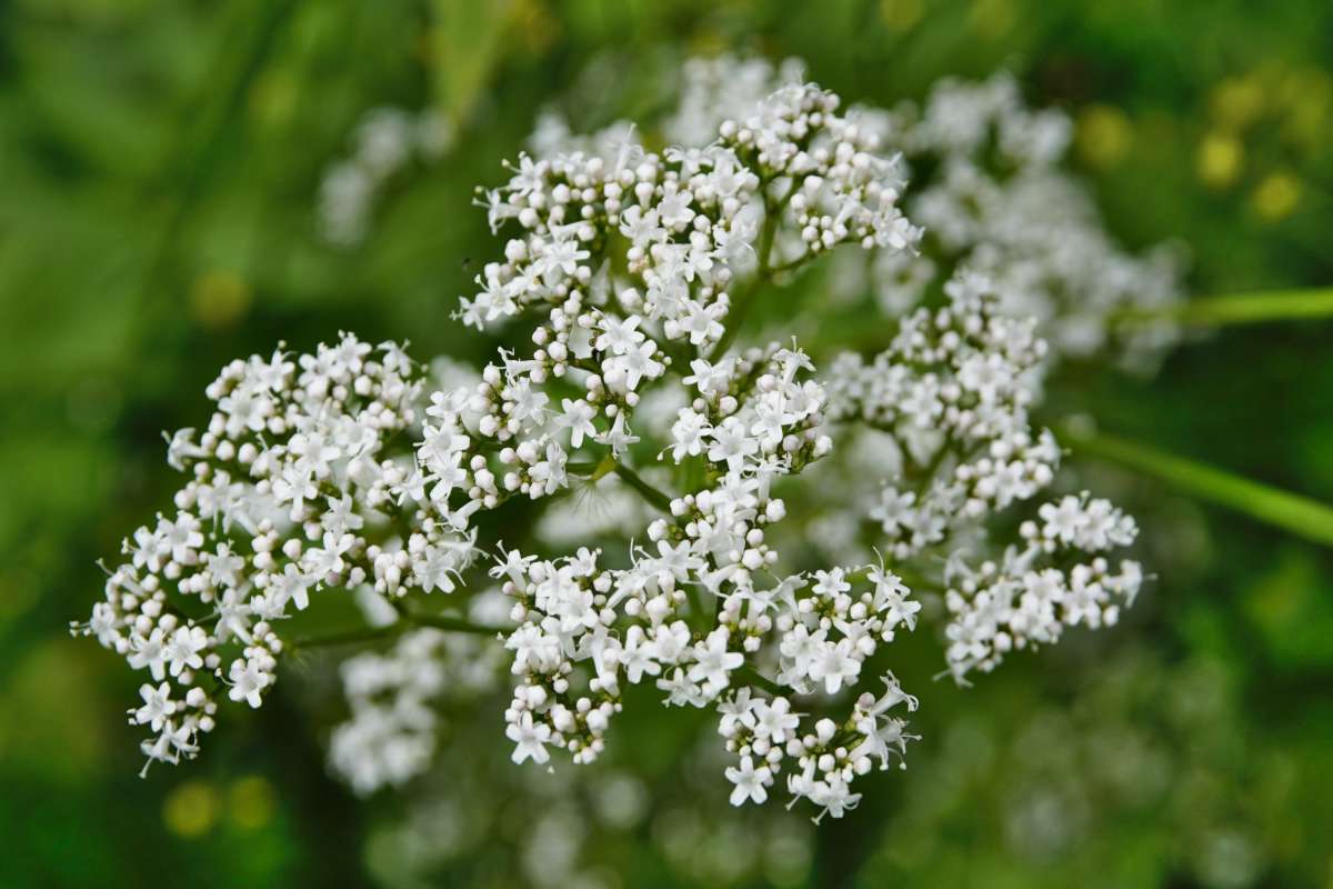 Valerian, or Valeriana officinalis