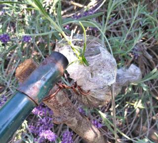 Watering an air-layered lavender through the funnel-shaped tip