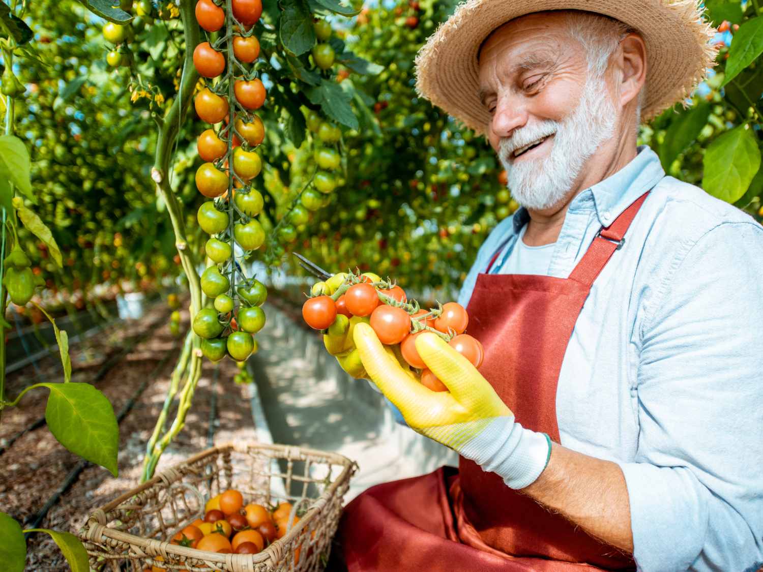 When to harvest tomato