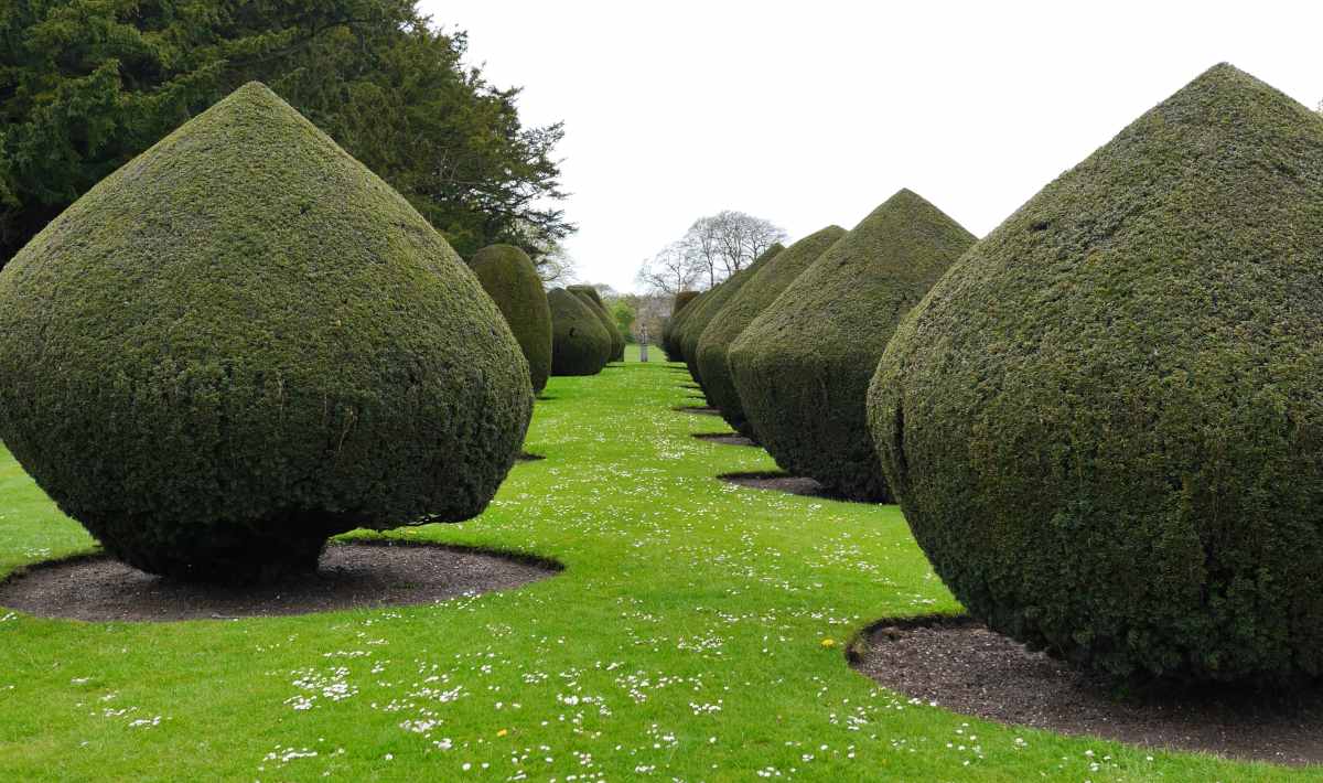 End of summer is when to trim topiary lightly