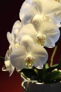 Orchids bloom when other plants go dormant