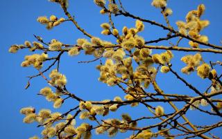 Goat willow catkins shining like bright yellow spots