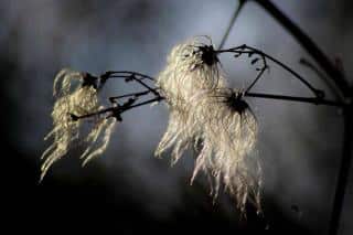 Three tuffs of clematis seeds are like flowers in the winter garden