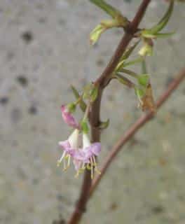 Three flowers opening on a winter honeysuckle branch