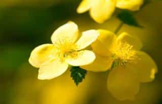 Vine blooming in winter: winter jasmine, Jasminum nudiflorum