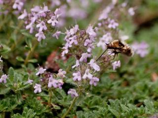 Woolly thyme