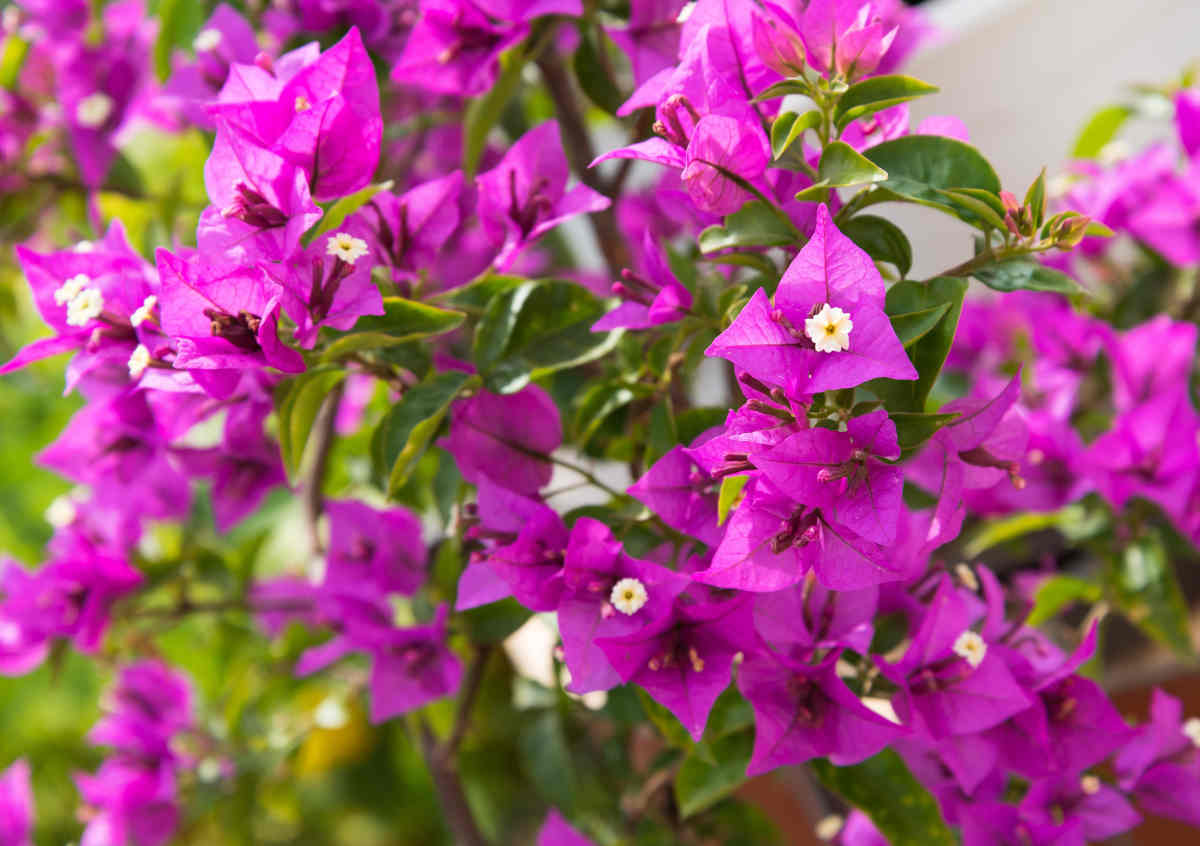 Bougainvillea