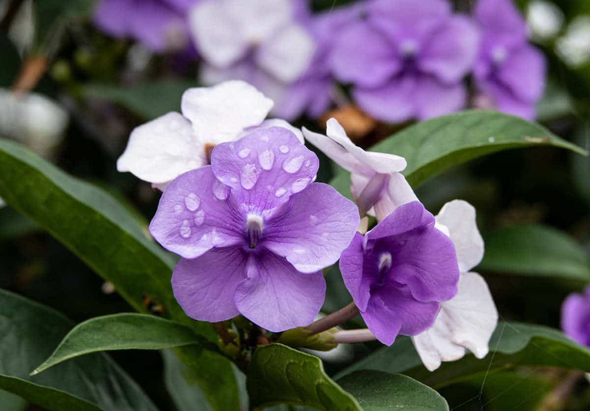 Brunfelsia pauciflora