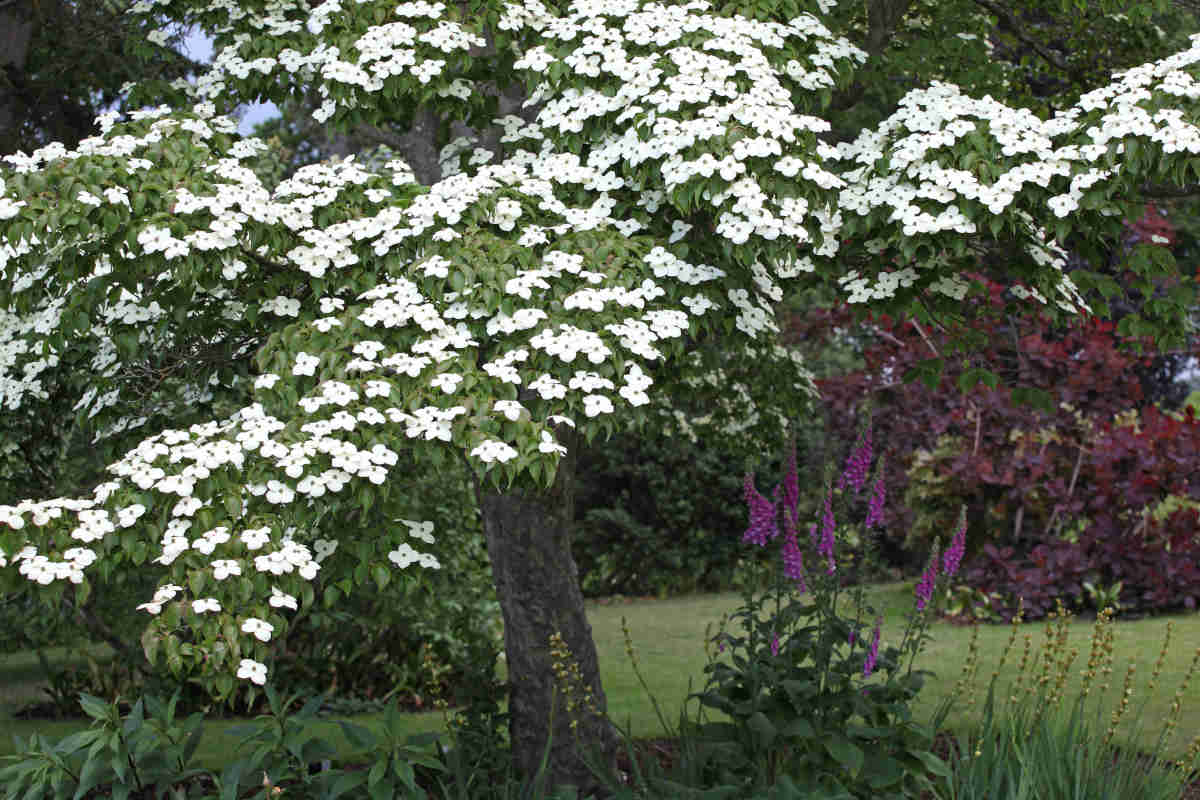 Japanese dogwood - Cornus Kousa