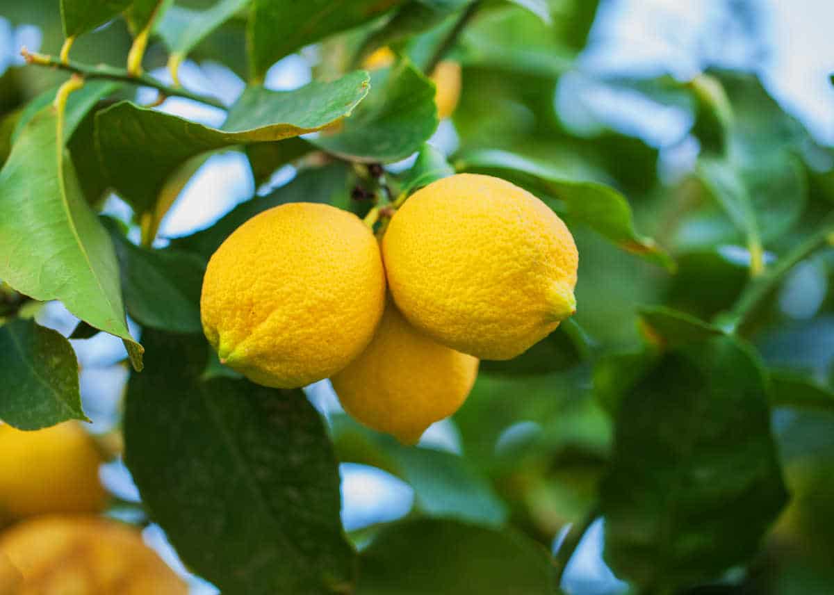 Lemon tree