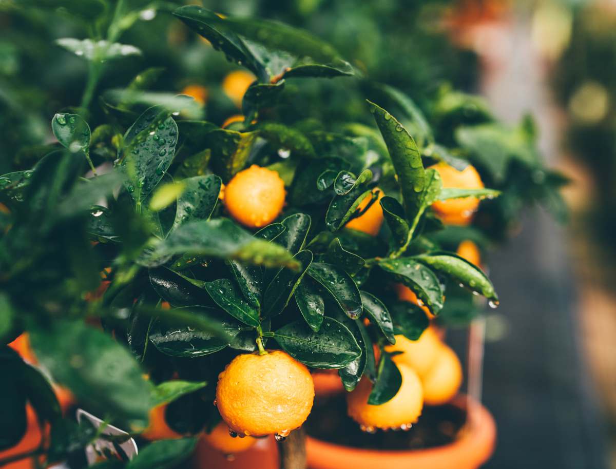 Pruning a container orange tree