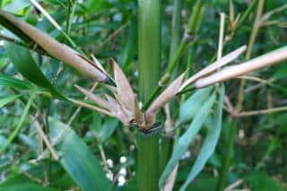 Semiarundinaria fastuosa has white sheaths that protect young shoots