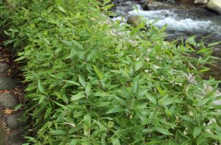 Shibataea kumasaca is a type of bamboo that stays small and is for topiary