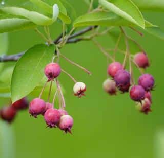 Amelanchier is a type of hedge shrub that has few but nutrient-packed berries