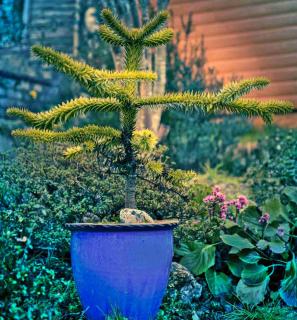 In a pot, araucaria araucana will grow more slowly