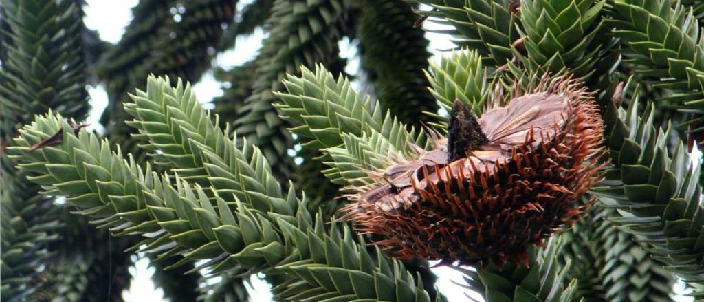 Araucaria araucana cone with seeds partially flown away