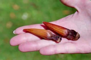 Finger-sized seeds of araucaria araucana