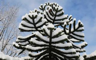 In winter, araucaria araucana can survive heavy snows