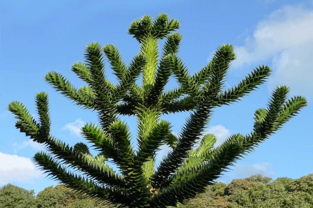 Araucaria araucana, the monkey puzzle tree