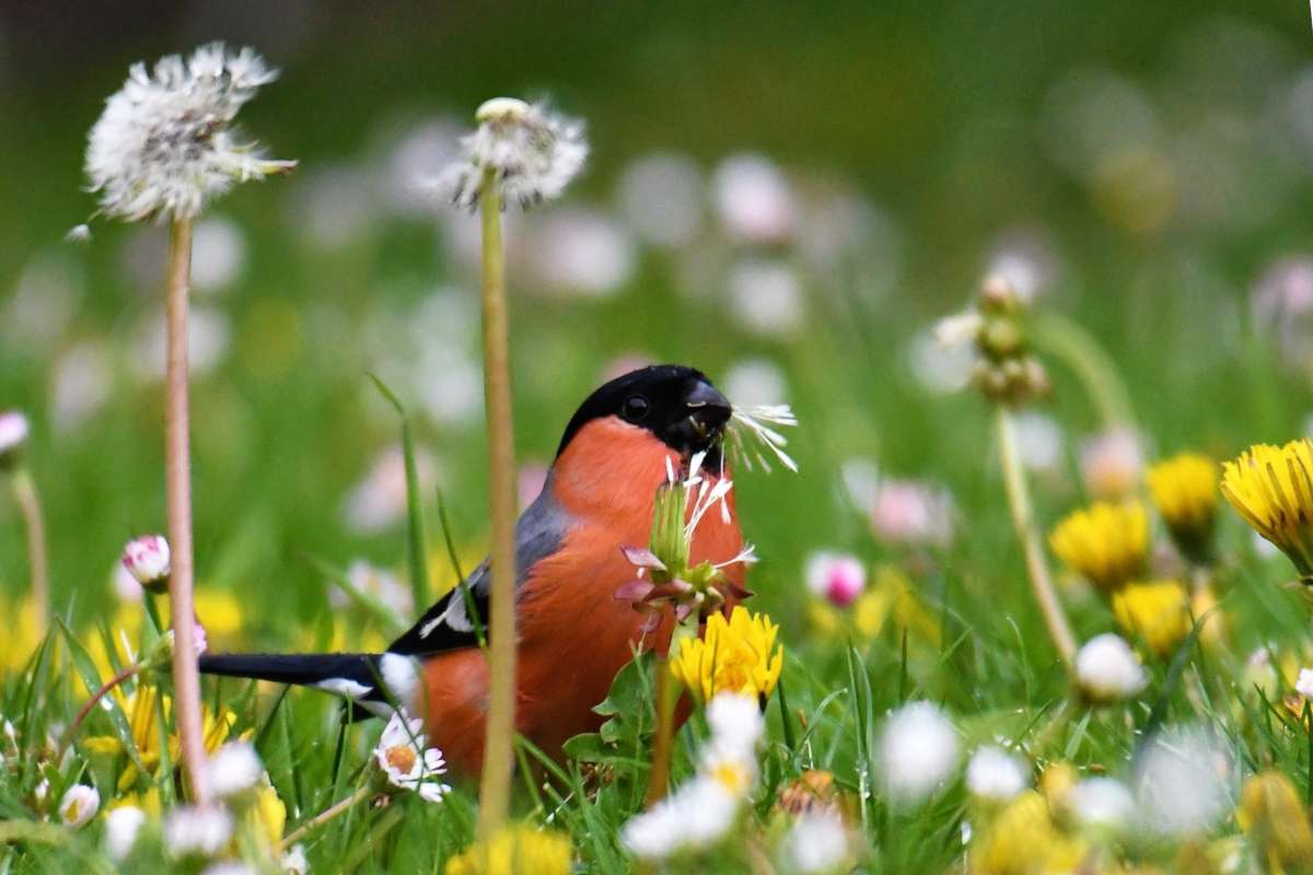 Attracting birds to the garden means making them want to stay