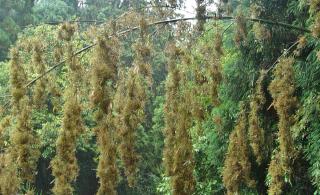 Bamboo flowering and blooming