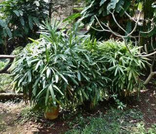Outdoor bamboo palm in pots