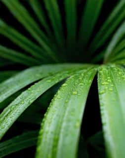 Watering bamboo palm is important, and misting its leaves is too