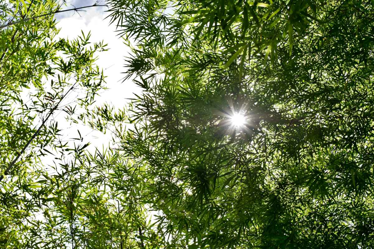 Light shining through bamboo plants