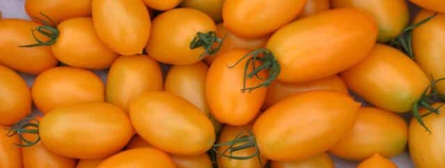 Orange hue for this special banana legs variety, harvested moments ago