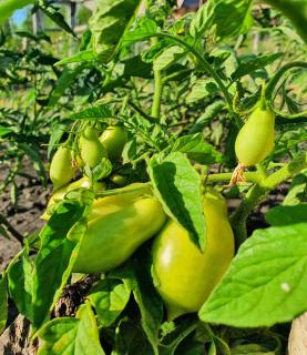 Planting banana legs tomatoes