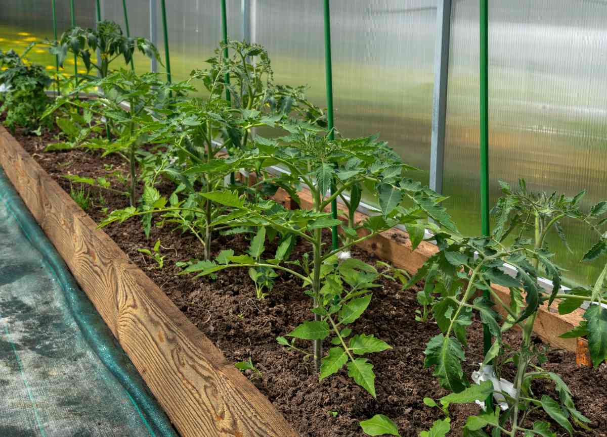 Caring for banana legs tomatoes often means a greenhouse in colder areas