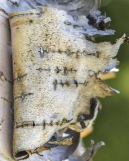 Bark peeling off a birch tree, ready to powder and use