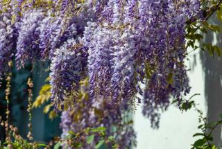 Wisteria vine won't release allergenic pollen