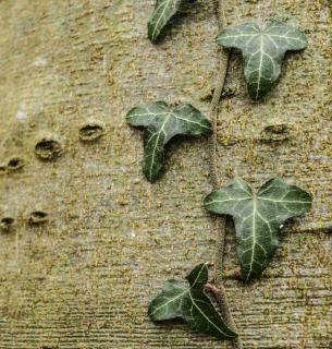 Smooth bark of a beech tree