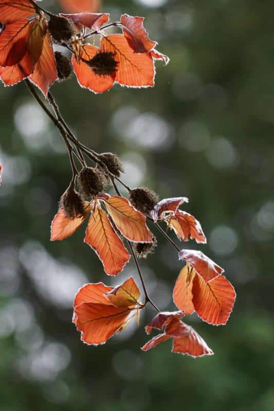 Leaves and seed pods