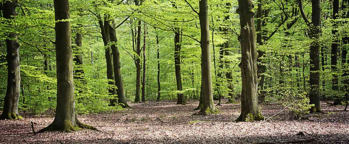 When growing in a forest, beech tends to block light out, making the underbrush sparsely planted