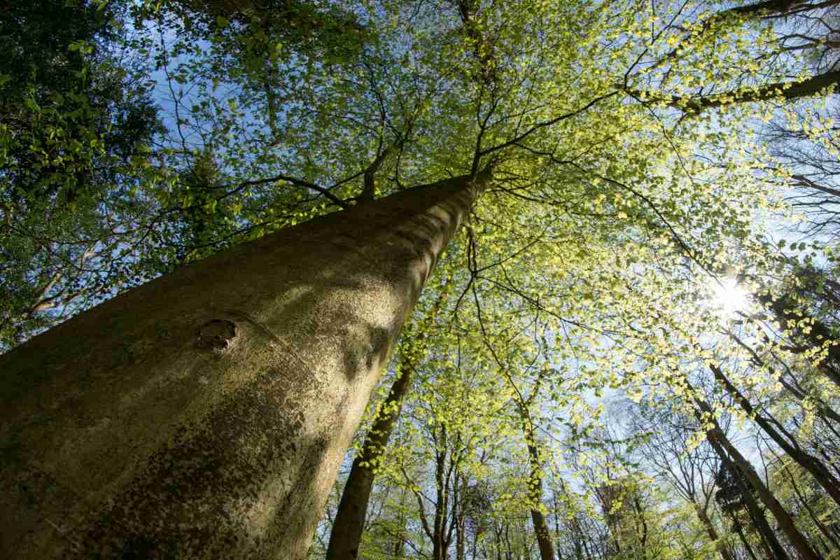 Large, straight beech tree