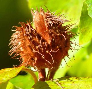 Beechnut husk with a seed still inside