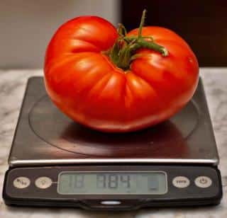Single beefsteak tomato weighing 784 grams, nearly 2 pounds