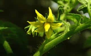 Beefsteak tomato flower