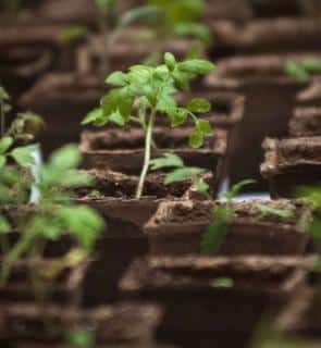 Seedling from a beefsteak tomato heirloom variety