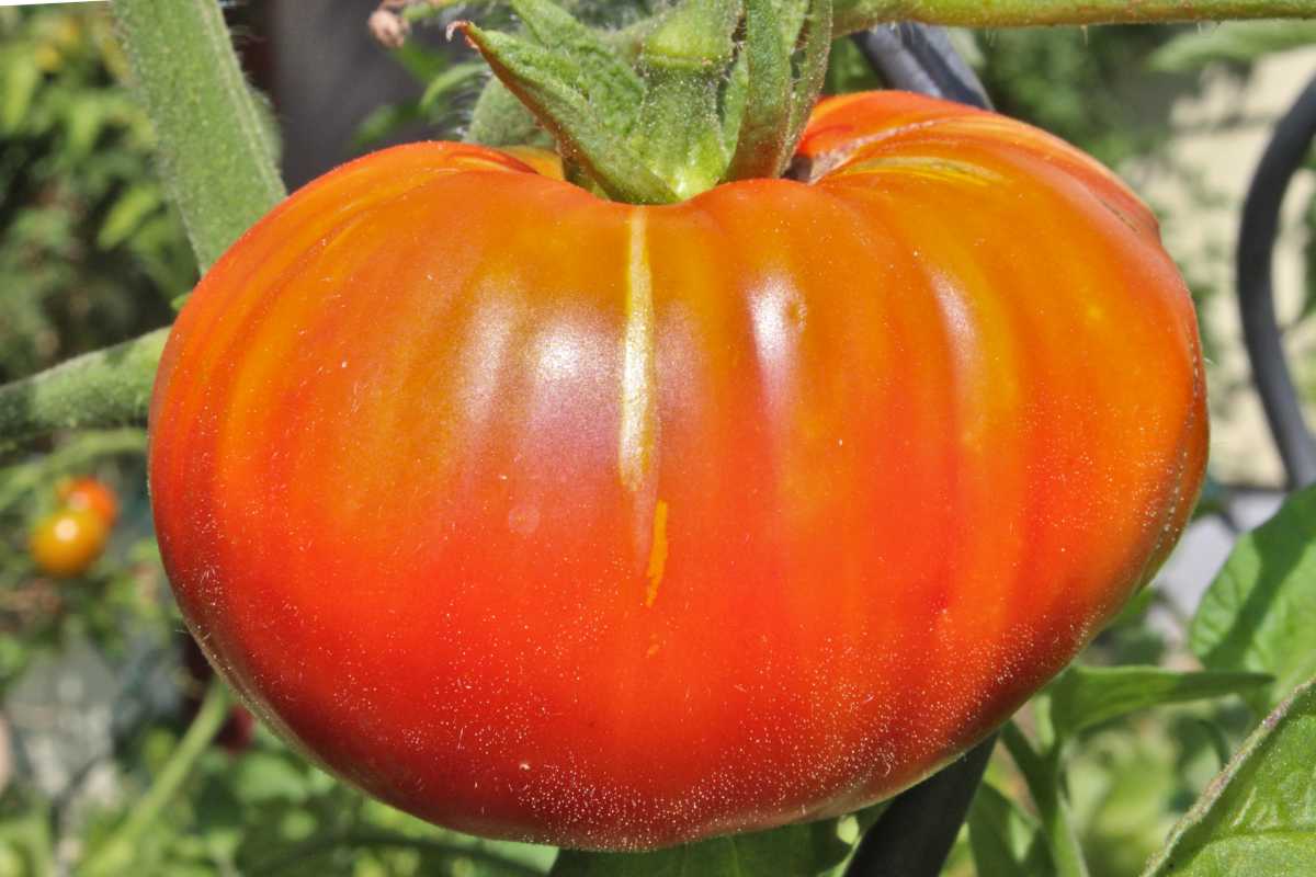 Beefsteak tomato